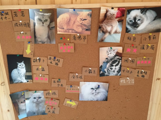 上海での猫分欠乏性自律神経失調症の治療